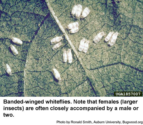 Banded-winged whiteflies may become quite abundant in late summe